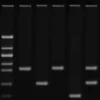 Amplificazione del DNA: impronta genetica (DNA fingerprinting)