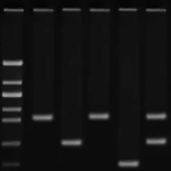 Amplificazione del DNA: impronta genetica (DNA fingerprinting)
