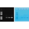 Amplificazione del DNA mediante PCR