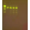 Amplificazione PCR del DNA mitocondriale