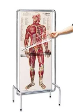 Anatomia umana su fogli trasparenti