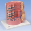 3B MICROanatomy™ Fibra muscolare