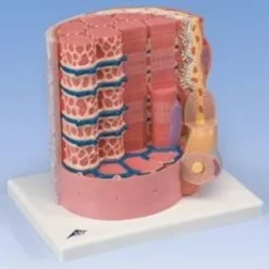 3B MICROanatomy™ Fibra muscolare
