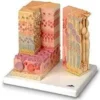 3B MICROanatomy™ Occhio
