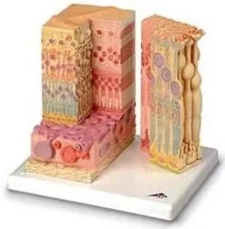 3B MICROanatomy™ Occhio