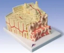 3B MICROanatomy™ Struttura dell’osso - ingrandito 80 volte