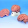 Cervello in 2 parti