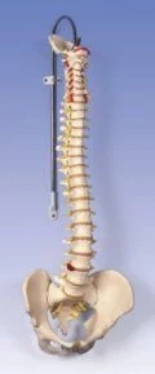 Colonna vertebrale flessibile - bacino maschile