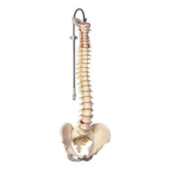 Colonna vertebrale flessibile con tronchi del femore