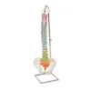Colonna vertebrale flessibile didattica