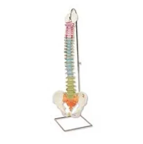 Colonna vertebrale flessibile didattica