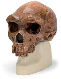 Cranio antropologico - Broken Hill o Kabwe