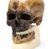 Cranio antropologico - Crô-Magnon