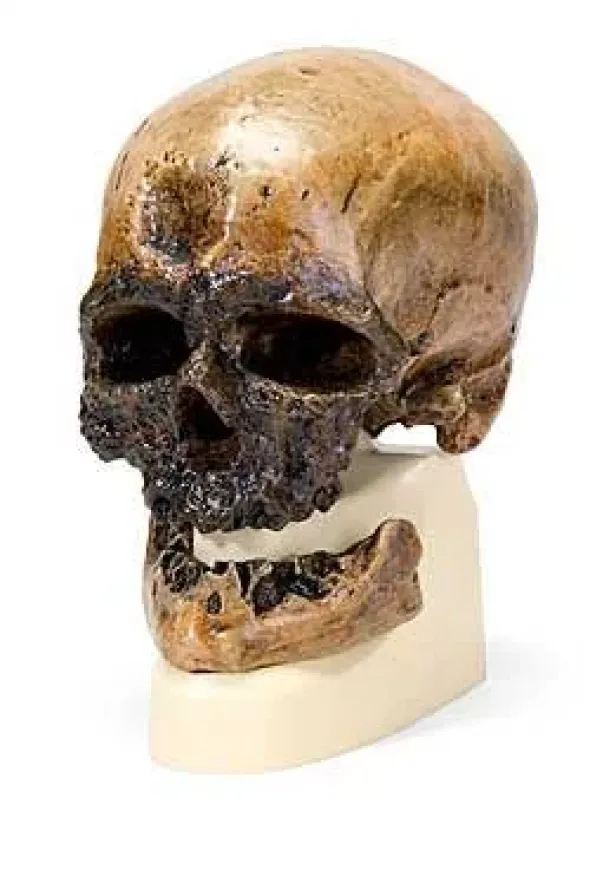 Cranio antropologico - Crô-Magnon