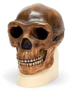 Cranio antropologico di Sinantropo