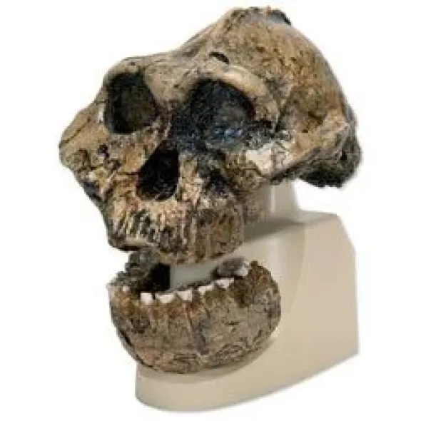 Cranio antropologico - KNM-ER 406, Omo L. 7a-125