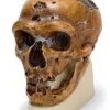 Cranio antropologico - La Chapelle-aux-Saints