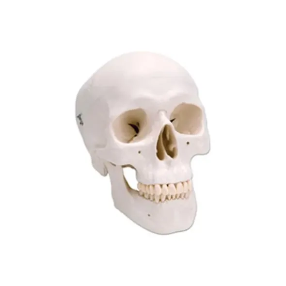 Cranio, modello classico