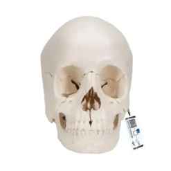 Cranio scomponibile 3B Scientific® – Versione anatomica in 22 parti