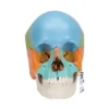Cranio scomponibile - in 22 parti - a colori - modello didattico