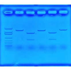 CRISPR per Trattare la Fibrosi Cistica
