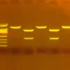 CRISPR per Trattare la Fibrosi Cistica con SYBR® Safe