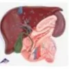 Fegato con cistiffellia, pancreas e duodeno
