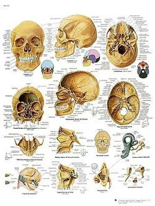 Il cranio - tavola didattica 50x67 cm