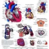 Il cuore umano - tavola didattica laminata 50x67 cm
