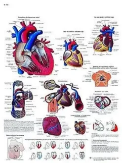 Il cuore umano - tavola didattica 50x67 cm