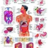 Il sistema digestivo - tavola didattica laminata 50x67 cm