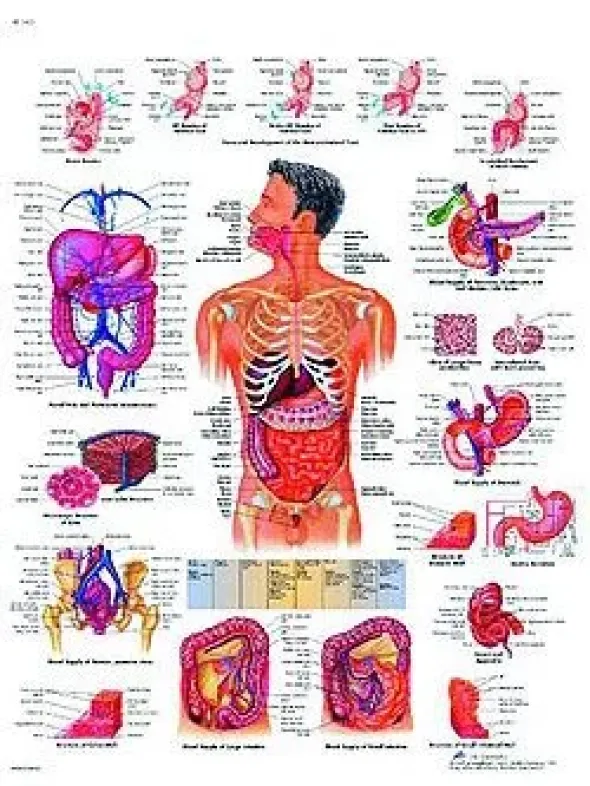 Il sistema digestivo - tavola didattica 50x67 cm