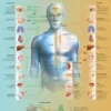 Il sistema nervoso vegetativo - tavola didattica laminata 50x67 cm