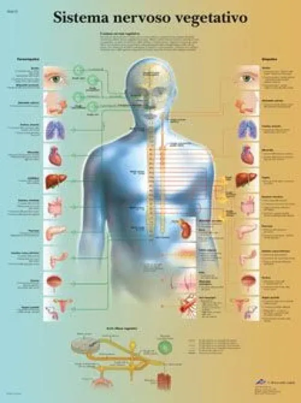 Il sistema nervoso vegetativo - tavola didattica laminata 50x67 cm