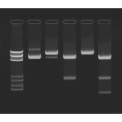 Kit di costruzione e clonazione di un DNA ricombinante