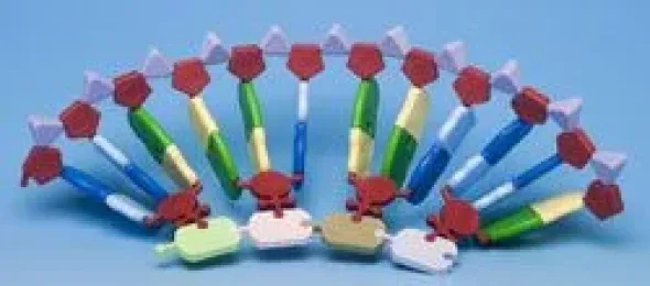Kit RNA e sintesi proteica