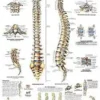 La colonna vertebrale - tavola didattica laminata 50x67 cm