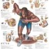 Lesioni in seguito ad attività sportiva - tavola 50x67 cm