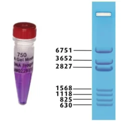 Marcatore Standard di DNA