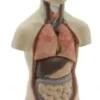 Mini torso con testa staccabile - 11 parti