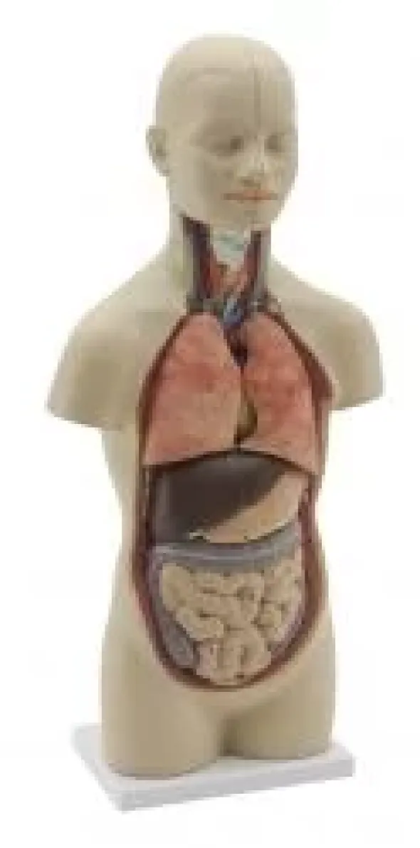 Mini torso con testa staccabile - 11 parti