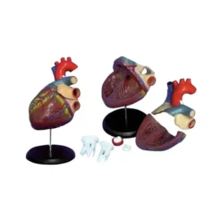Modello di cuore umano in 6 parti ingrandito di circa 2,5 volte