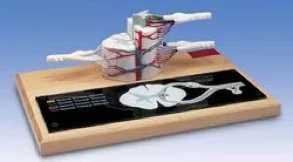 MODELLO DI MIDOLLO SPINALE INGRANDITO 6 VOLTE