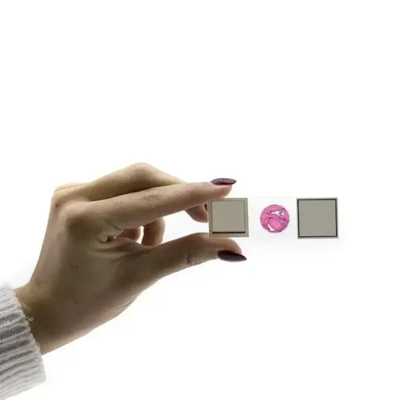 Mosca domestica, parti di bocca, esemplare intero