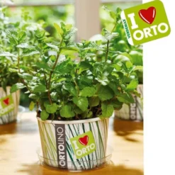Ortolino menta piperita