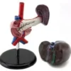 Pancreas