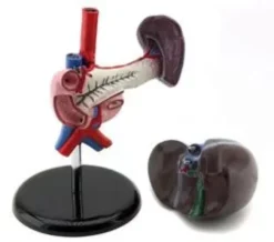 Pancreas