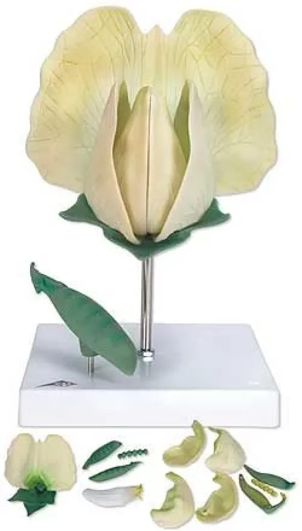 Pisello (Pisum sativum)