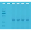 Quick PCR