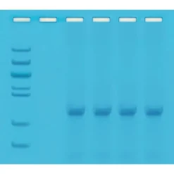 Quick PCR